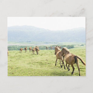 Carte Postale Chevaux courant