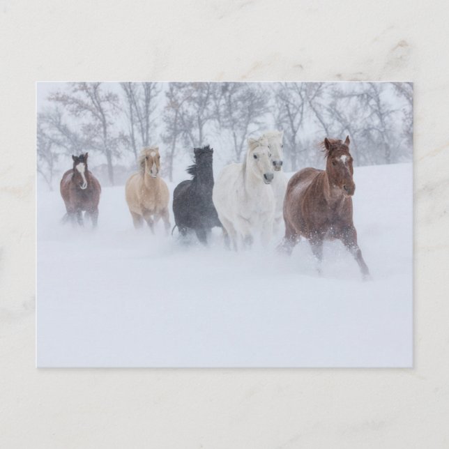 Carte Postale Chevaux courant à travers la neige (Devant)