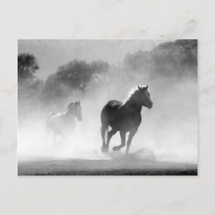 Carte Postale Chevaux courant noir et blanc beau paysage
