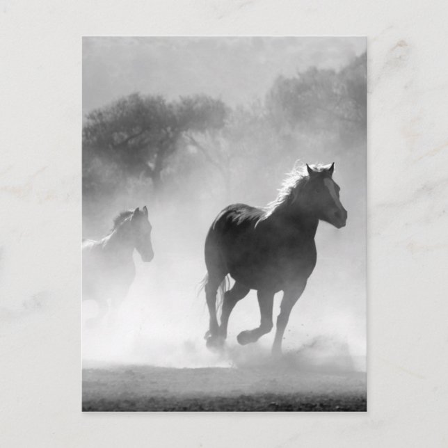 Carte Postale Chevaux courant noir et blanc magnifique paysage (Devant)