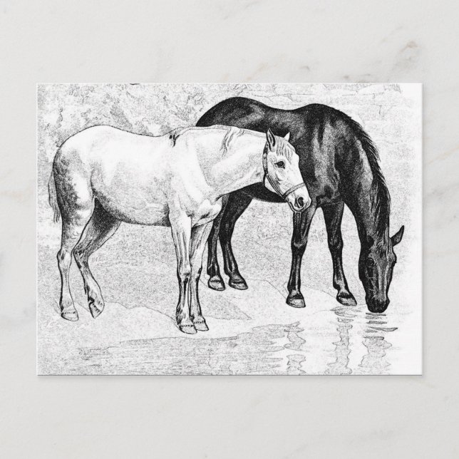 Carte Postale chevaux, crayon tiré (Devant)