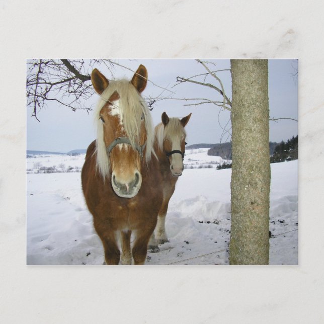Carte Postale Chevaux dans la neige (Devant)