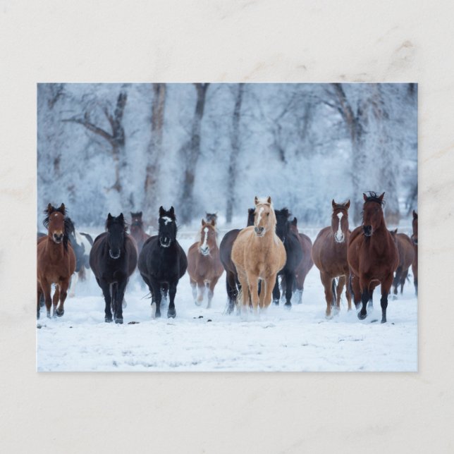 Carte Postale Chevaux dans le froid (Devant)