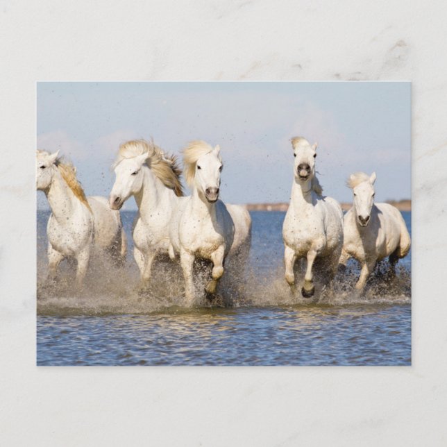 Carte Postale Chevaux de Camargue (Devant)