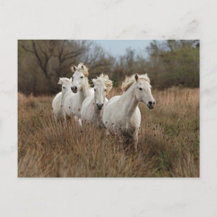 Carte Postale Chevaux de Camargue courant