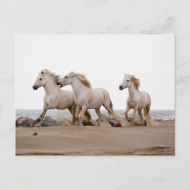 Carte Postale Chevaux de Camargue courant sur la plage (Devant)