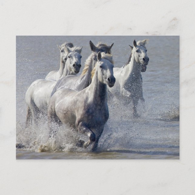 Carte Postale Chevaux de Camargue courant sur marais pour traver (Devant)