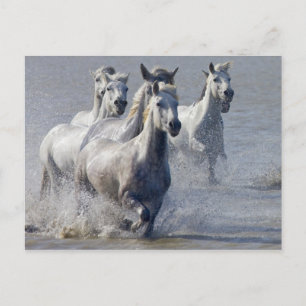Carte Postale Chevaux de Camargue courant sur marais pour traver