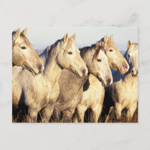Carte Postale Chevaux de Camargue (Eguus caballus)