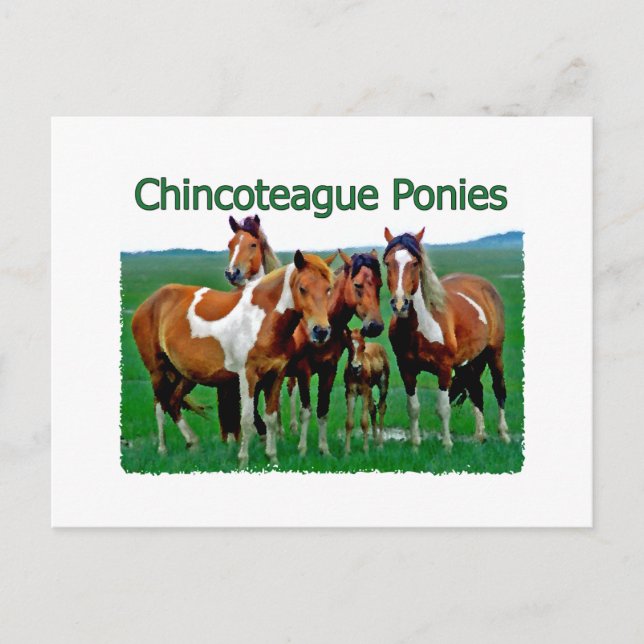 Carte Postale Chevaux de Chincoteague (famille) (Devant)