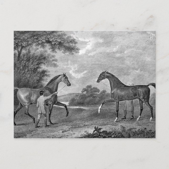 Carte Postale Chevaux de course noirs et blancs (Devant)