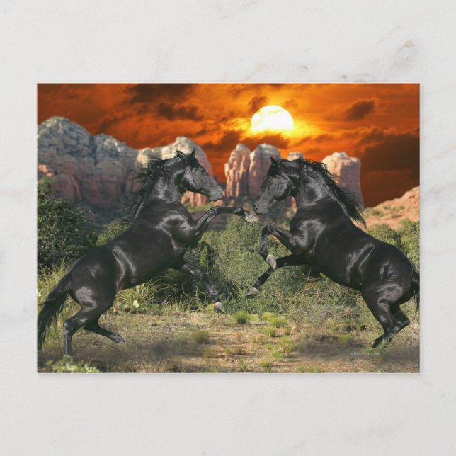 Carte Postale Chevaux de fantasy : Black Magic (Devant)