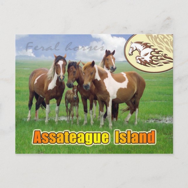 Carte Postale Chevaux de Feral, Assateague Island Nat. Bord de m (Devant)