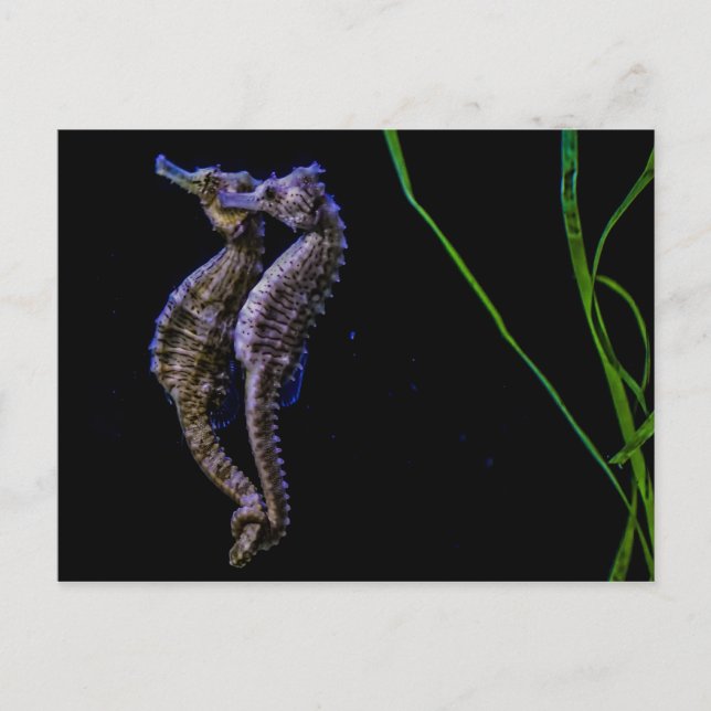 Carte Postale Chevaux de mer (Seahorses) (Devant)