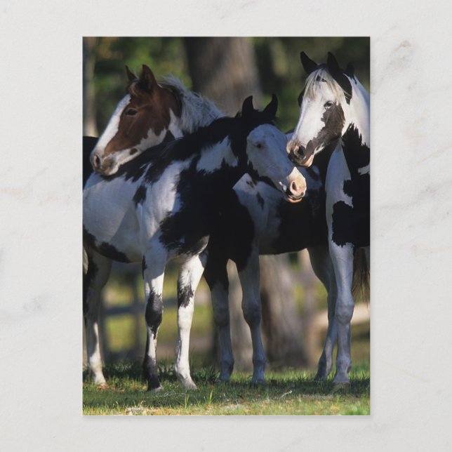 Carte Postale Chevaux de peinture (Devant)