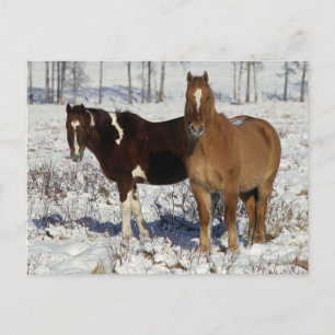 Carte Postale Chevaux de peinture dans la neige