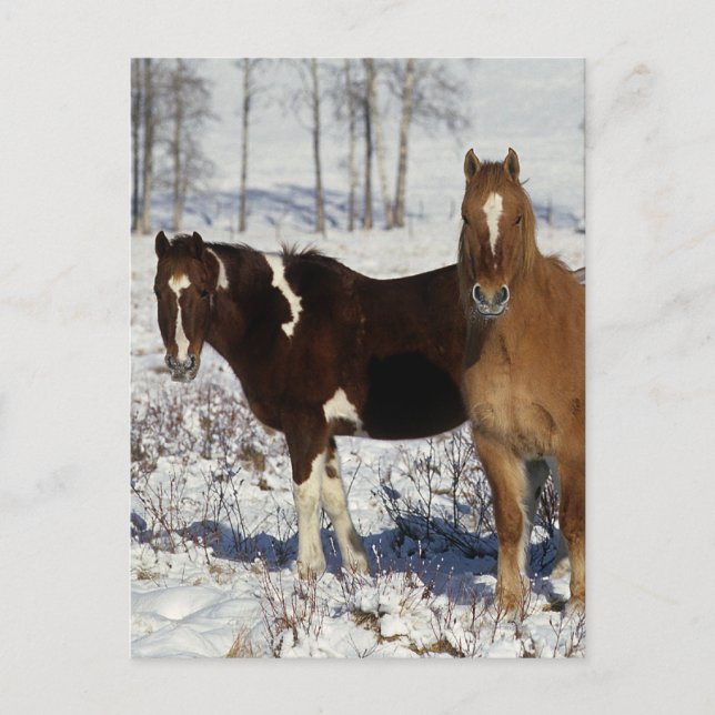 Carte Postale Chevaux de peinture dans la neige (Devant)