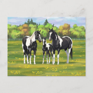 Carte Postale Chevaux De Peinture De Pinto Noir En Pâturage Été