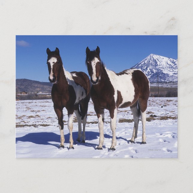Carte Postale Chevaux de peinture debout dans la neige (Devant)