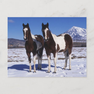 Carte Postale Chevaux de peinture debout dans la neige