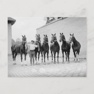 Carte Postale Chevaux de présentation, 1912