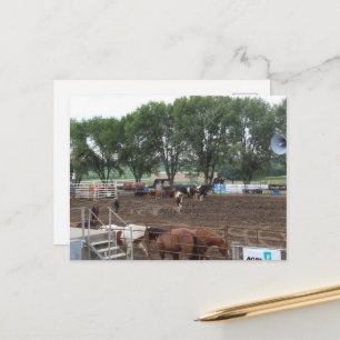Carte Postale Chevaux de rodéo et taureaux