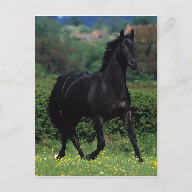 Carte Postale Chevaux de Thoroughbred en champ de fleurs (Devant)