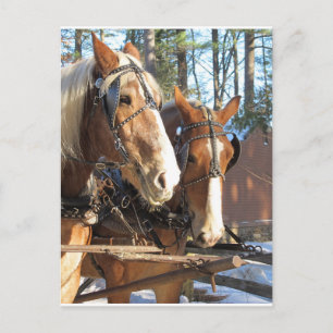 Carte Postale Chevaux d'hiver Sturbridge Village Massachusetts