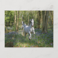 Chevaux d'Imaginaire : Bois de Bluebell