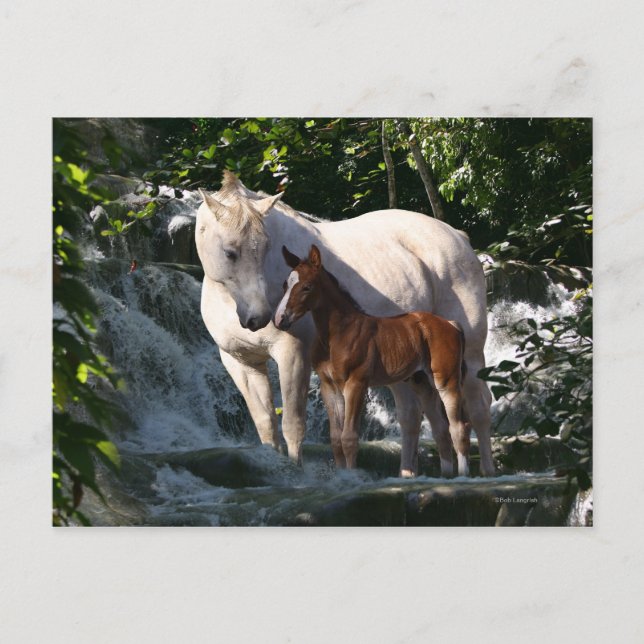 Carte Postale Chevaux d'Imaginaire : Cascade (Devant)
