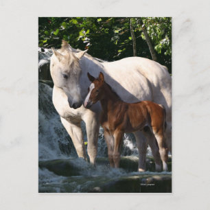 Carte Postale Chevaux d'Imaginaire : Cascade