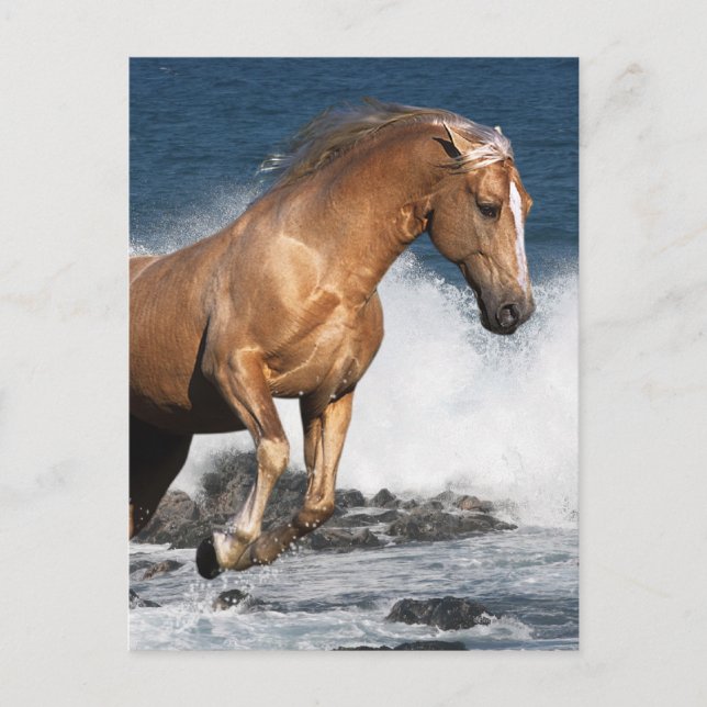 Carte Postale Chevaux d'Imaginaire : Été (Devant)