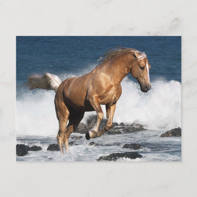 Carte Postale Chevaux d'Imaginaire : Été (Devant)