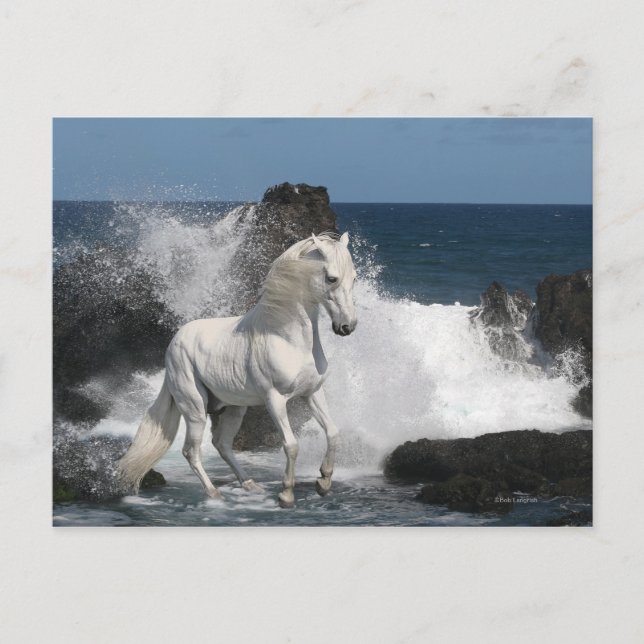 Carte Postale Chevaux d'Imaginaire : Mer du Sud (Devant)