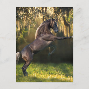 Carte Postale Chevaux d'Imaginaire : Prince Guerrier