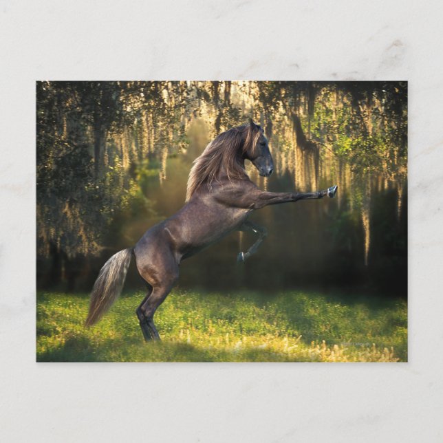 Carte Postale Chevaux d'Imaginaire : Prince Guerrier (Devant)