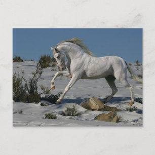 Carte Postale Chevaux d'Imaginaire : Roi de neige
