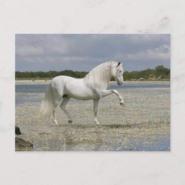 Carte Postale Chevaux d'Imaginaire : Seigneur du lac (Devant)
