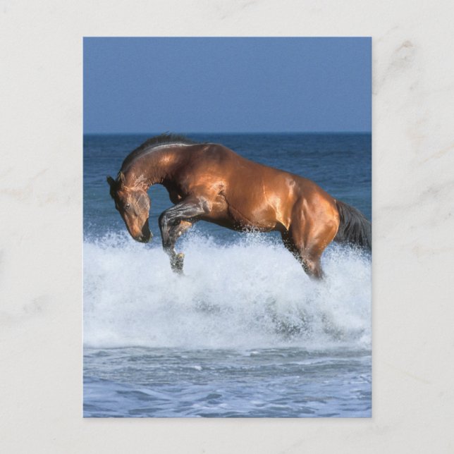 Carte Postale Chevaux d'Imaginaire : Selle Francais & Mer (Devant)
