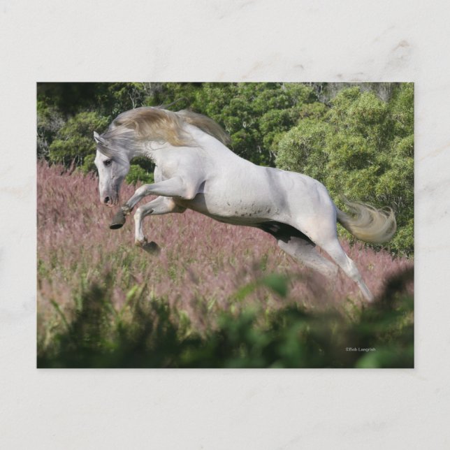 Carte Postale Chevaux d'Imaginaire : Spring Gallop (Devant)