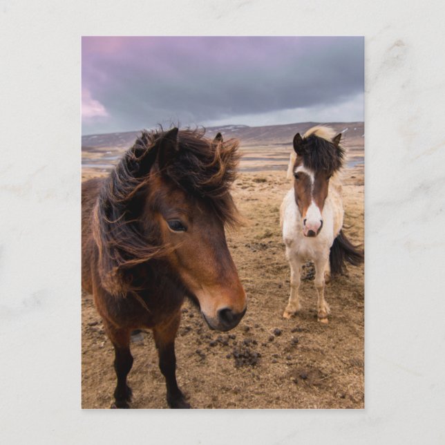 Carte Postale Chevaux d'Islande (Devant)