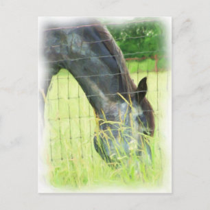 Carte Postale Chevaux d'Oklahoma 3