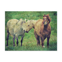 Chevaux drôle