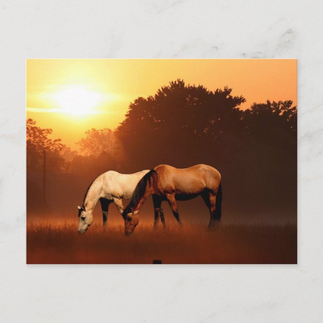 Carte Postale Chevaux du lever du soleil (Devant)