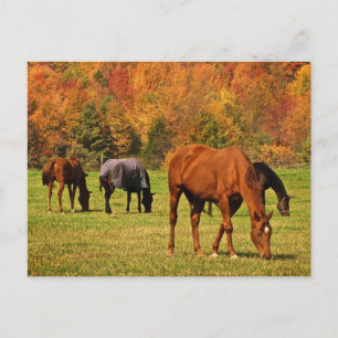 Carte Postale Chevaux en automne