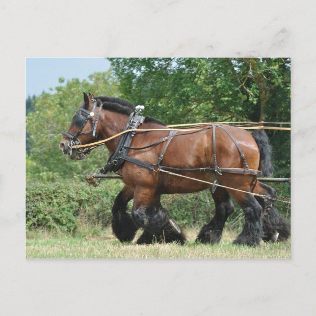 Carte Postale Chevaux en baudrier (Devant)