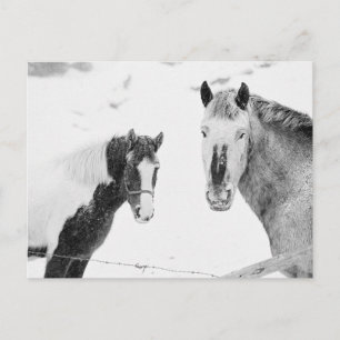 Carte Postale Chevaux En Neige