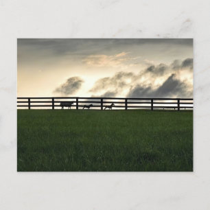 Carte Postale Chevaux En Pâturage