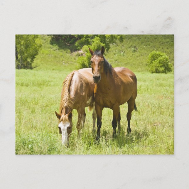 Carte Postale Chevaux en San Rafael Valley, Arizona (Devant)