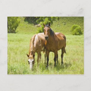 Carte Postale Chevaux en San Rafael Valley, Arizona